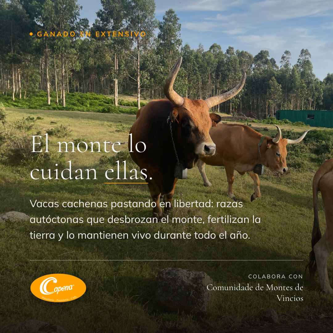 El monte lo cuidan ellas