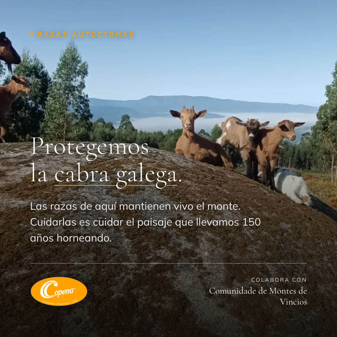 Protegemos la cabra galega