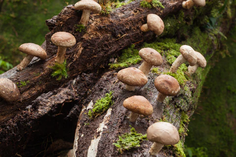 # Proxecto de Cultivo de Shiitake
